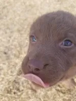 Puppies Coming, a  Chesapeake Bay Retriever for sale in Blooming Prairie, MN – Photo 1 of 7