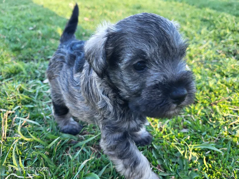 Otis, a male Miniature Schnauzer for sale in Blooming Prairie, MN – 1 of 1