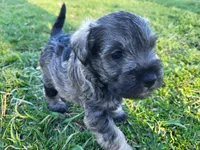 Otis, a male Miniature Schnauzer for sale in Blooming Prairie, MN – 1 of 1