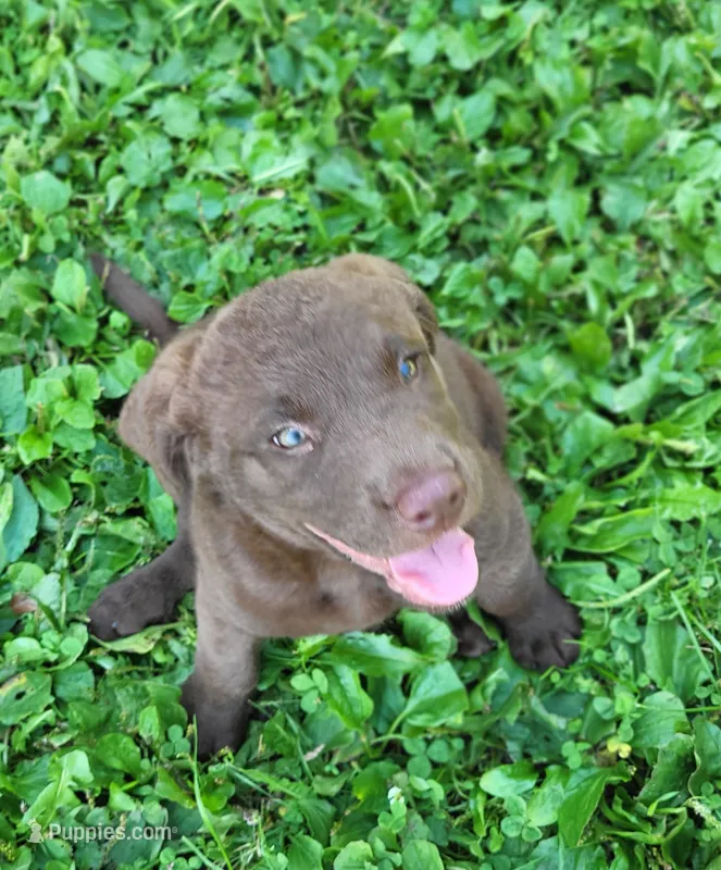 Mosey – Chesapeake Bay Retriever puppy for sale in Blooming Prairie, MN