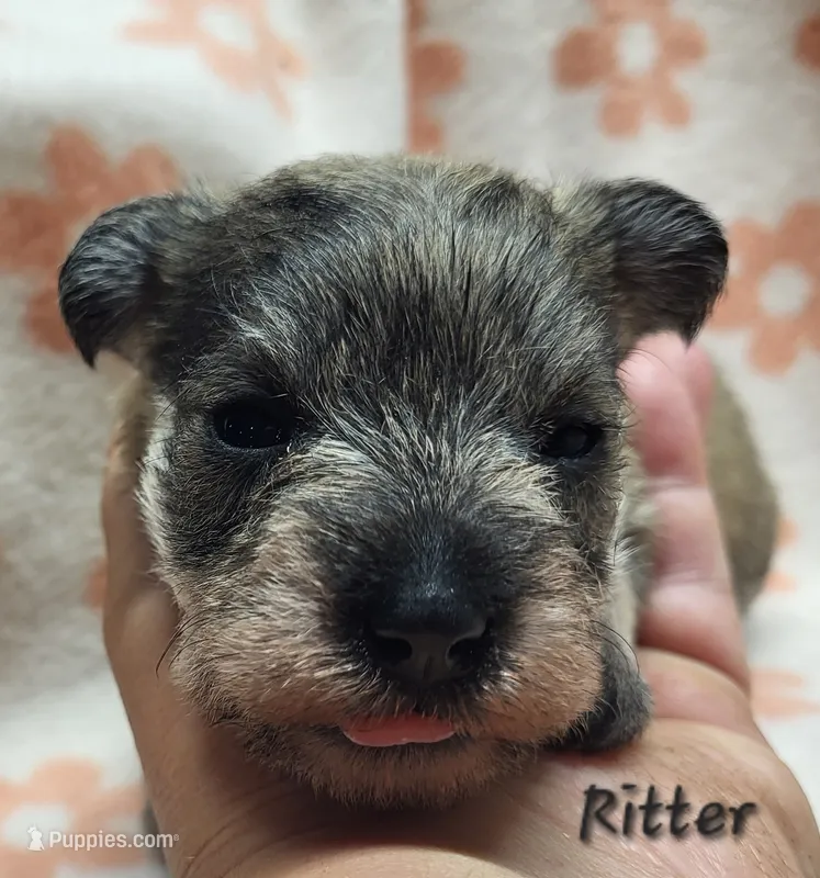 Ritter – Miniature Schnauzer puppy for sale in Blooming Prairie, MN
