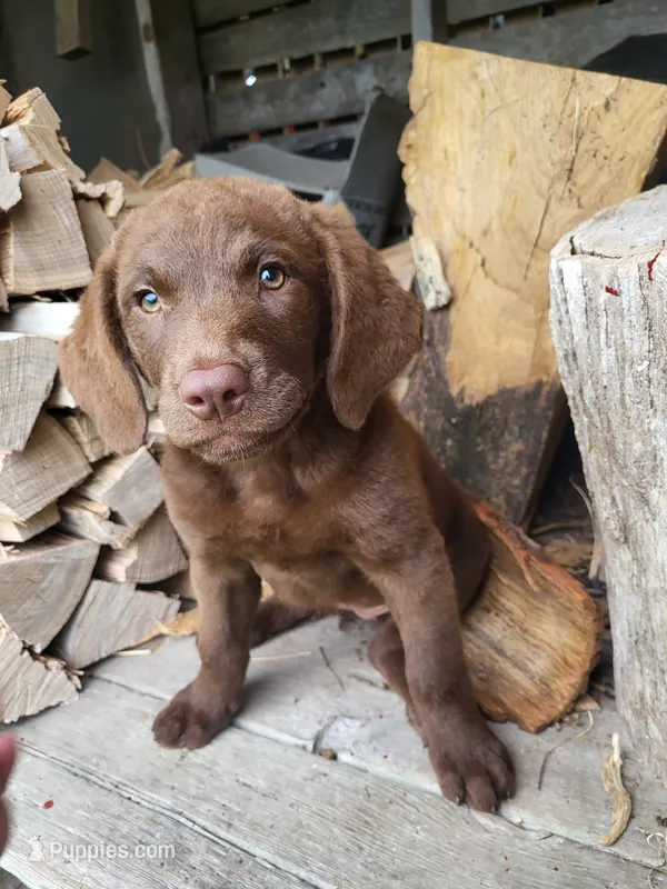 Mosey – Chesapeake Bay Retriever puppy for sale in Blooming Prairie, MN