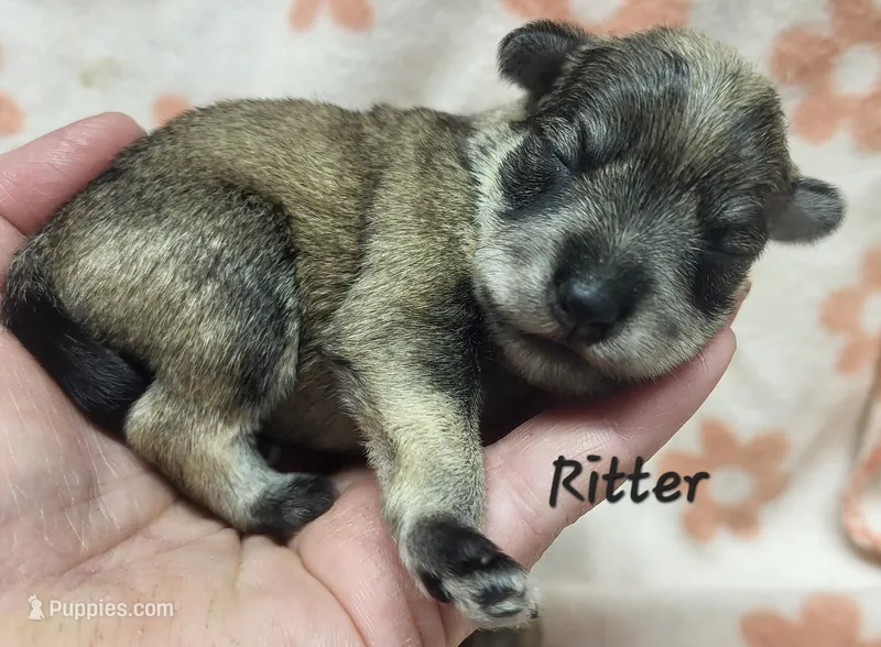 Ritter – Miniature Schnauzer puppy for sale in Blooming Prairie, MN