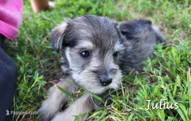 Julius  – Miniature Schnauzer puppy for sale in Blooming Prairie, MN
