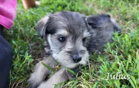 Julius , a male Miniature Schnauzer for sale in Blooming Prairie, MN – 1 of 1