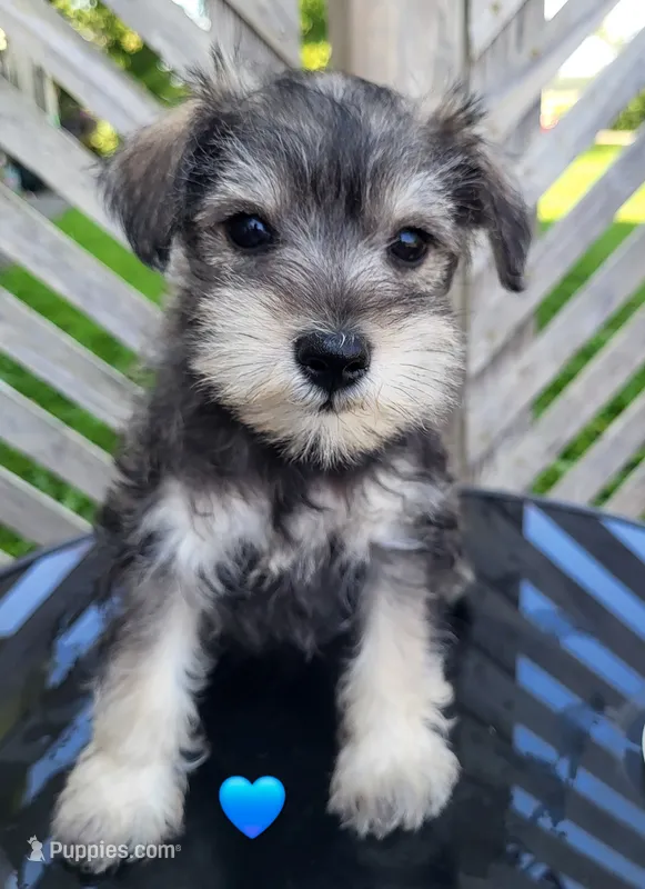 Julius  – Miniature Schnauzer puppy for sale in Blooming Prairie, MN