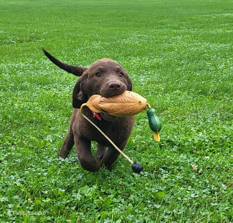 Mosey – Chesapeake Bay Retriever puppy for sale in Blooming Prairie, MN