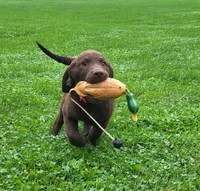 Mosey, a female Chesapeake Bay Retriever for sale in Blooming Prairie, MN – 1 of 3