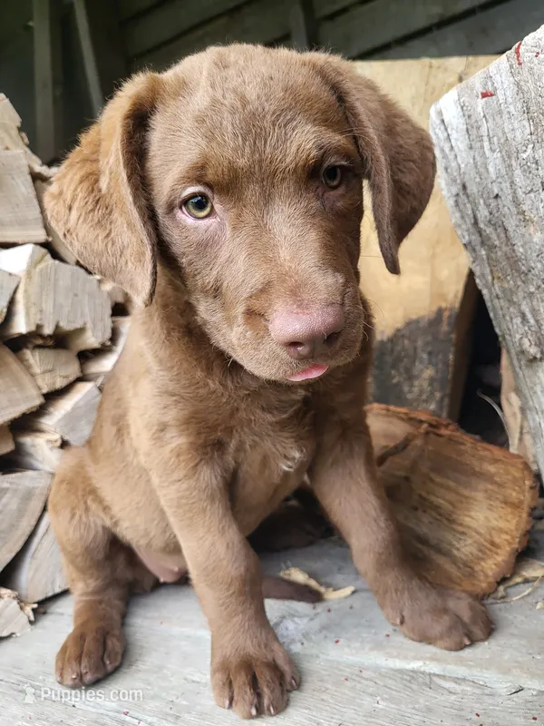 Queenie – Chesapeake Bay Retriever puppy for sale in Blooming Prairie, MN