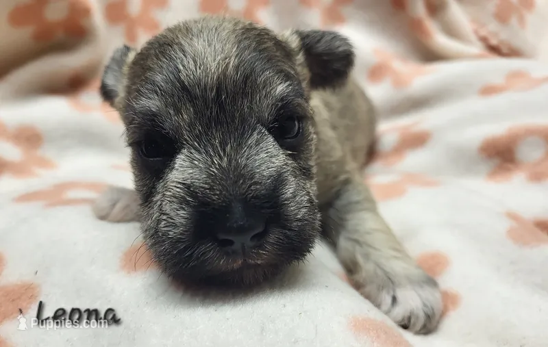 Leona – Miniature Schnauzer puppy for sale in Blooming Prairie, MN