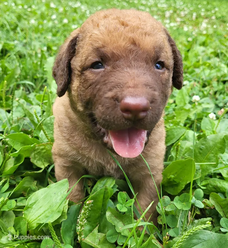 Sedge Female – Chesapeake Bay Retriever puppy for sale in Blooming Prairie, MN