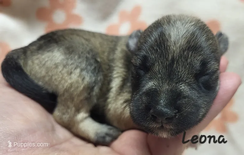 Leona – Miniature Schnauzer puppy for sale in Blooming Prairie, MN