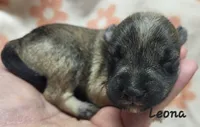 Leona, a female Miniature Schnauzer for sale in Blooming Prairie, MN – 1 of 1