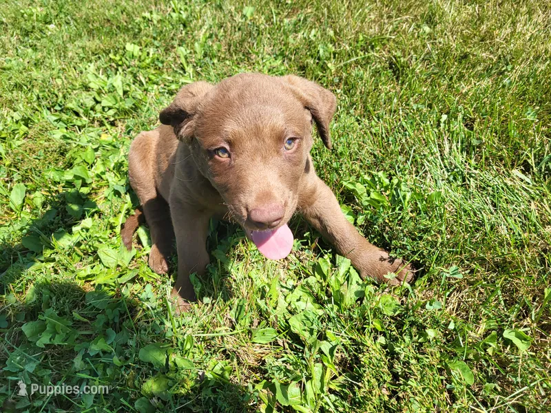 Queenie – Chesapeake Bay Retriever puppy for sale in Blooming Prairie, MN