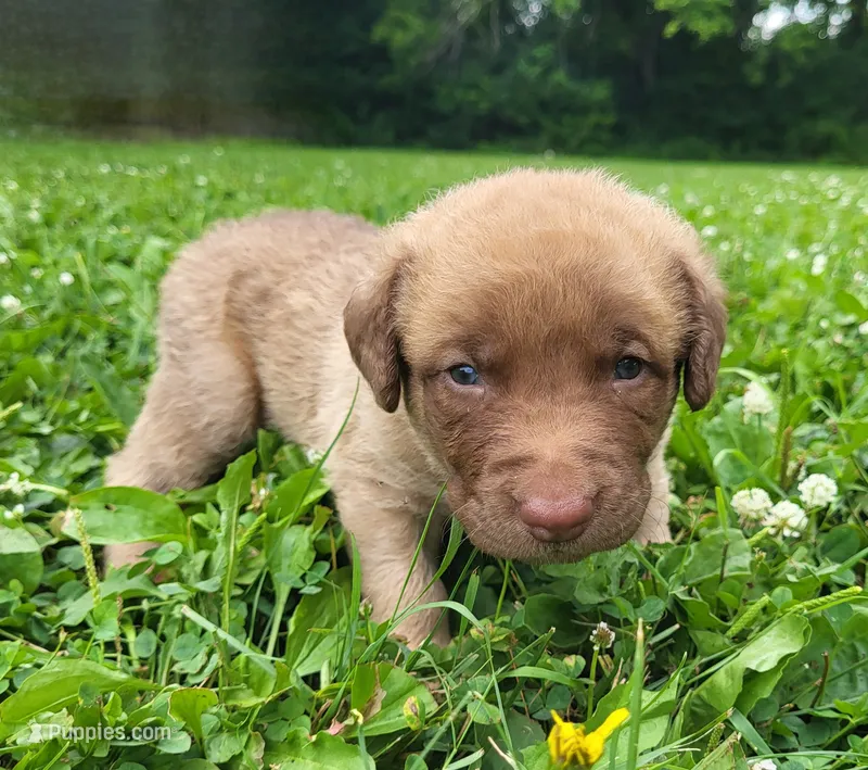 Deadgrass M – Chesapeake Bay Retriever puppy for sale in Blooming Prairie, MN