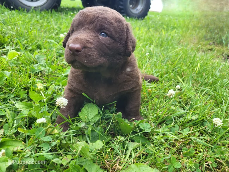Dark Brown F – Chesapeake Bay Retriever puppy for sale in Blooming Prairie, MN