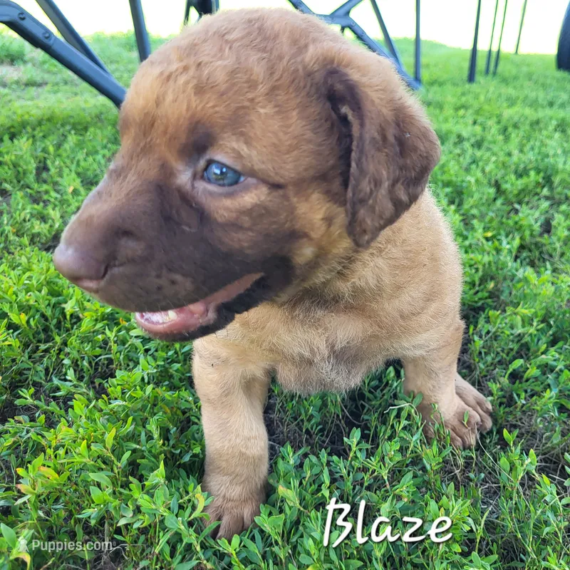 Blaze – Chesapeake Bay Retriever puppy for sale in Blooming Prairie, MN