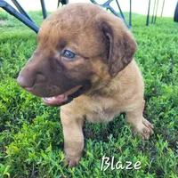 Blaze, a female Chesapeake Bay Retriever for sale in Blooming Prairie, MN – 1 of 1
