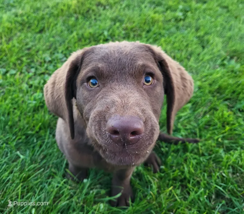 Mosey – Chesapeake Bay Retriever puppy for sale in Blooming Prairie, MN
