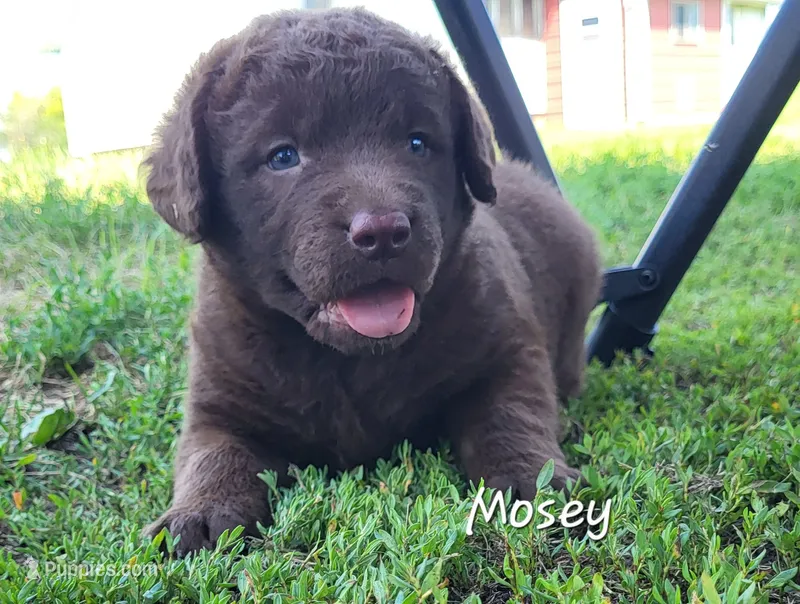 Mosey – Chesapeake Bay Retriever puppy for sale in Blooming Prairie, MN