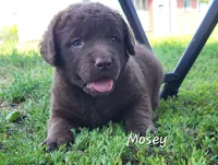 Mosey, a female Chesapeake Bay Retriever for sale in Blooming Prairie, MN – 1 of 1