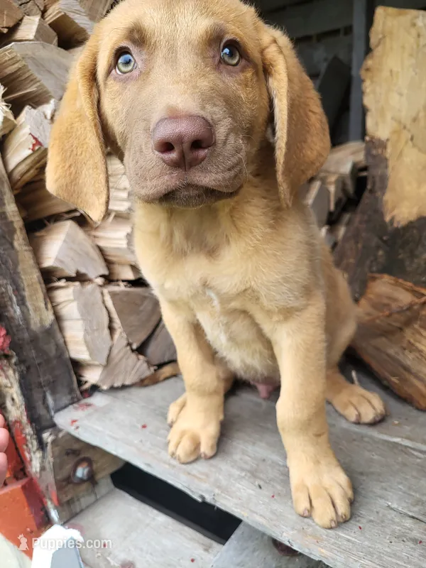 Marsh – Chesapeake Bay Retriever puppy for sale in Blooming Prairie, MN