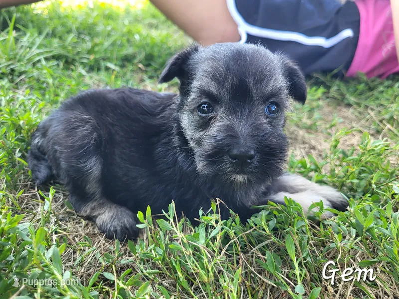 Gemi – Miniature Schnauzer puppy for sale in Blooming Prairie, MN