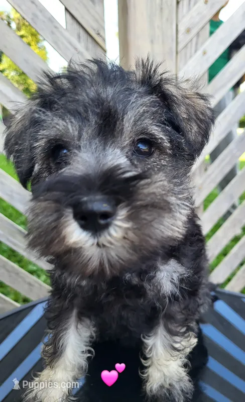 Ruby – Miniature Schnauzer puppy for sale in Blooming Prairie, MN