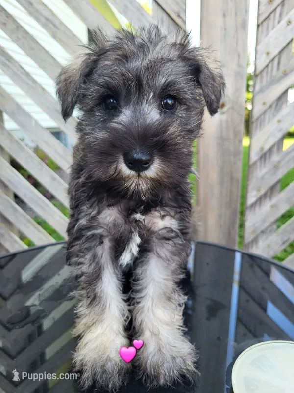 Pearl – Miniature Schnauzer puppy for sale in Blooming Prairie, MN