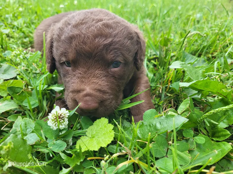 Lt Brown F – Chesapeake Bay Retriever puppy for sale in Blooming Prairie, MN