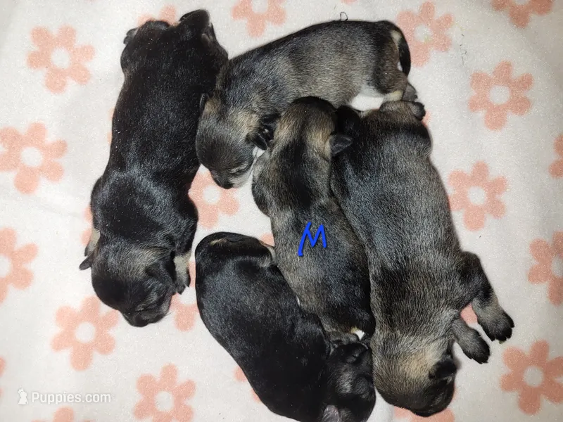 Salt N Pepper F #4 – Miniature Schnauzer puppy for sale in Blooming Prairie, MN
