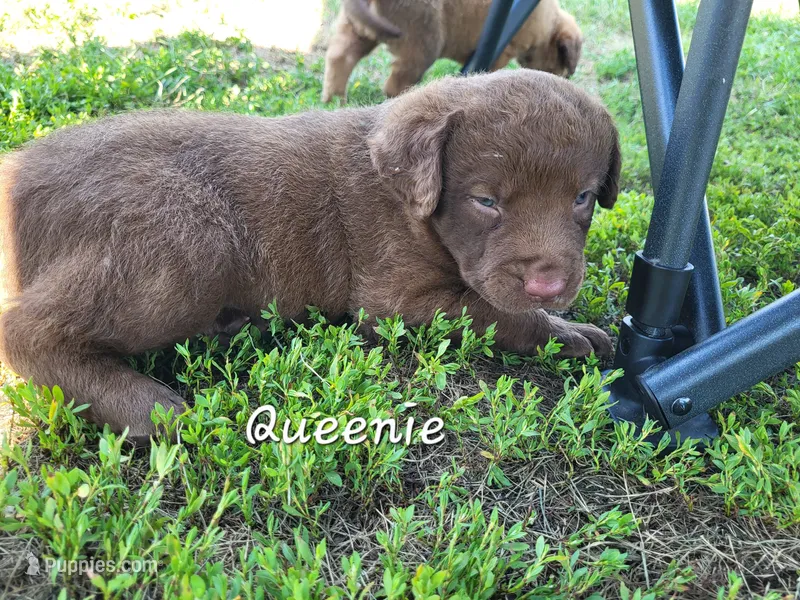 Queenie – Chesapeake Bay Retriever puppy for sale in Blooming Prairie, MN