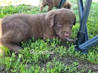 Queenie, a female Chesapeake Bay Retriever for sale in Blooming Prairie, MN – 1 of 1