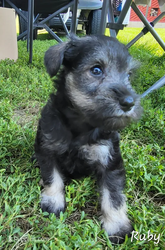 Ruby – Miniature Schnauzer puppy for sale in Blooming Prairie, MN