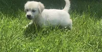 Pink , a female English Cream Golden Retriever for sale in Bristol, TN – 7 of 10