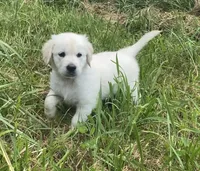 Red collar female , a female English Cream Golden Retriever for sale in Bristol, TN – 2 of 10