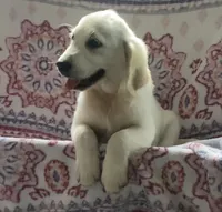 Green collar male *reduced*, a male English Cream Golden Retriever for sale in Bristol, TN – 3 of 5