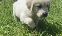 Black collar male , a male English Cream Golden Retriever for sale in Bristol, TN – 4 of 9