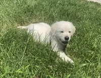 Blue collar male , a male English Cream Golden Retriever for sale in Bristol, TN – 8 of 10