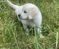 Red collar female , a female English Cream Golden Retriever for sale in Bristol, TN – 3 of 10