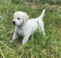 Red collar female , a female English Cream Golden Retriever for sale in Bristol, TN – 9 of 10