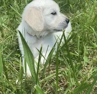 Red collar female , a female English Cream Golden Retriever for sale in Bristol, TN – 8 of 10