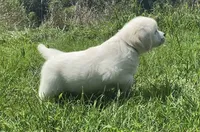Purple collar female , a female English Cream Golden Retriever for sale in Bristol, TN – 10 of 10