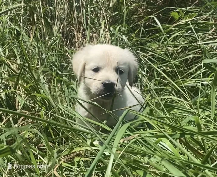Pink  – English Cream Golden Retriever puppy for sale in Bristol, TN