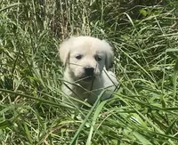 Pink , a female English Cream Golden Retriever for sale in Bristol, TN – 1 of 10