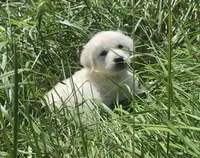 Purple collar female , a female English Cream Golden Retriever for sale in Bristol, TN – 4 of 10