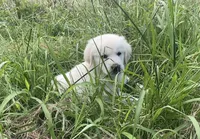 Brown collar male , a male English Cream Golden Retriever for sale in Bristol, TN – 7 of 10