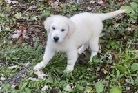 Purple collar female *reduced*, a female English Cream Golden Retriever for sale in Bristol, TN – 7 of 10