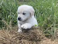 Red collar female , a female English Cream Golden Retriever for sale in Bristol, TN – 6 of 10