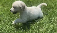 Pink , a female English Cream Golden Retriever for sale in Bristol, TN – 10 of 10